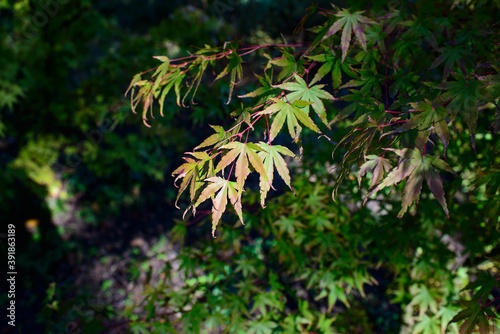 Beautiful Acer palmatum   palmate maple or smooth Japanese maple leaves