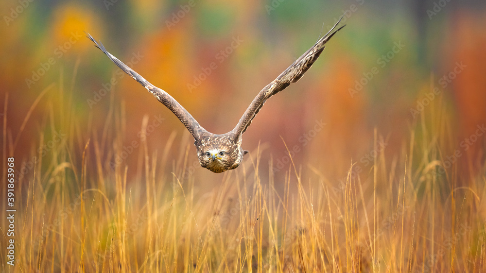 The common buzzard (Buteo buteo) is a medium-to-large bird of prey which has a large range. A member of the genus Buteo, it is a member of the family Accipitridae. The common buzzard (Buteo buteo) is a medium-to-large bird of prey which has a large range. A member of the genus Buteo, it is a member of the family Accipitridae.