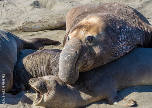 Canvas Print Bull Elephant Seal on San Simeon Beach - California