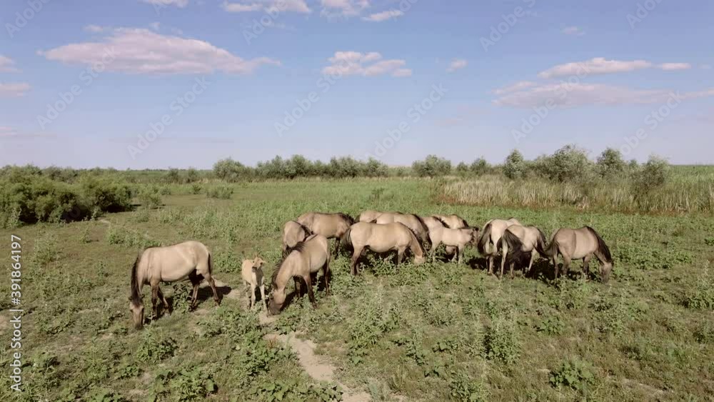 Aerial view, Herd of wild horses grazes on a green meadow. Konik or Polish primitive horse. Top view, Slow motion. Ermakov island, Danube Biosphere Reserve in Danube delta, Ukraine Aerial view, Herd of wild horses grazes on a green meadow. Konik or Polish primitive horse. Top view, Slow motion. Ermakov island, Danube Biosphere Reserve in Danube delta, Ukraine
