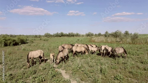 Aerial view, Herd of wild horses grazes on a green meadow. Konik or Polish primitive horse. Top view, Slow motion. Ermakov island, Danube Biosphere Reserve in Danube delta, Ukraine