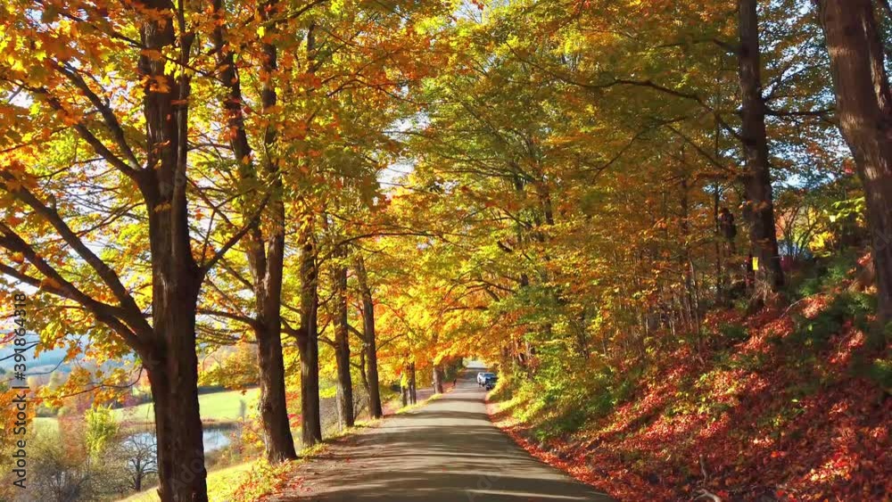 Road in woods with Autumn foliage colors 4k video