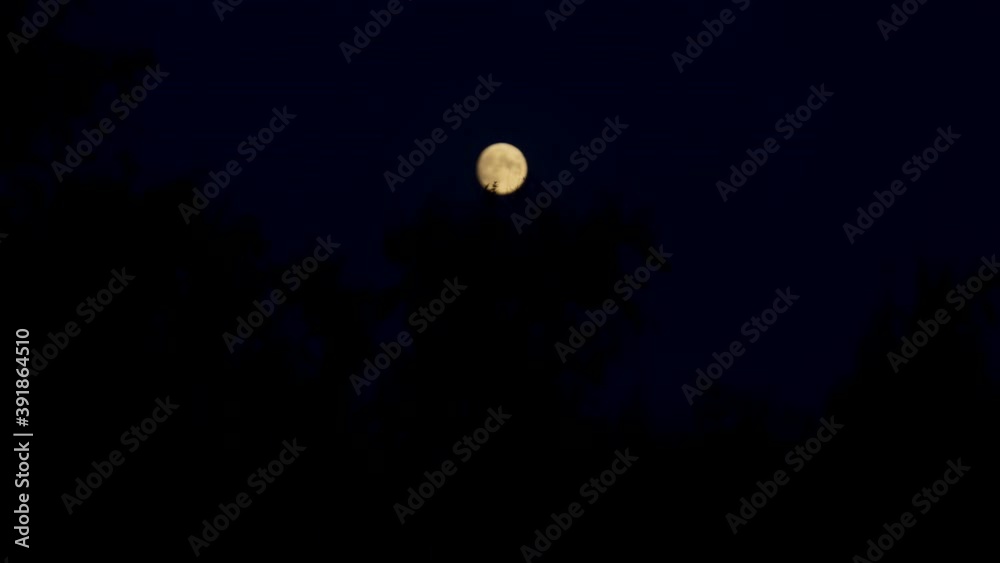 The full Moon rises in the sky behind the branches of a tree. The full Moon rises in the sky behind the branches of a tree.