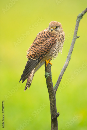 Common kestrel (Falco tinnunculus) is a bird of prey species belonging to the kestrel group of the falcon family Falconidae. It is also known as the European kestrel, Eurasian kestrel