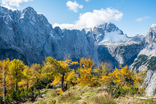 hiking in Slovenia with a beautiful mountain scenery in the Julian Alps with yellow larches and spruce trees on a sunny clear day in autumn with a blue sky and Mount Triglav in the background