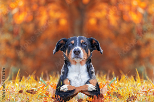 Funny dog with cross arms lying on the leaves in autumn