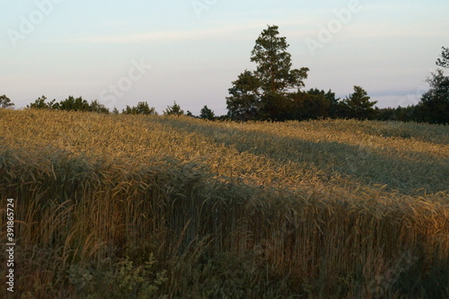 Wallpaper Mural Zboże Torontodigital.ca