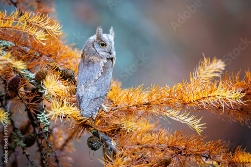 he Eurasian scops owl (Otus scops), also known as the European scops owl or just scops owl, is a small owl. This species is a part of the larger grouping of owls known as typical owls photo