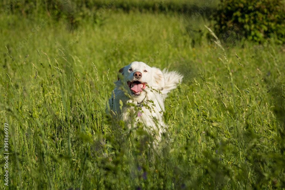 Fototapeta premium Cane felice