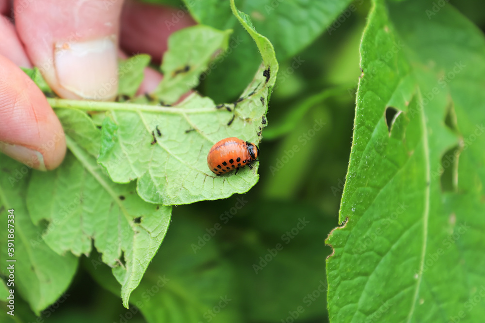 Marco view of a colorado potato beetle under a leaf Marco view of a colorado potato beetle under a leaf