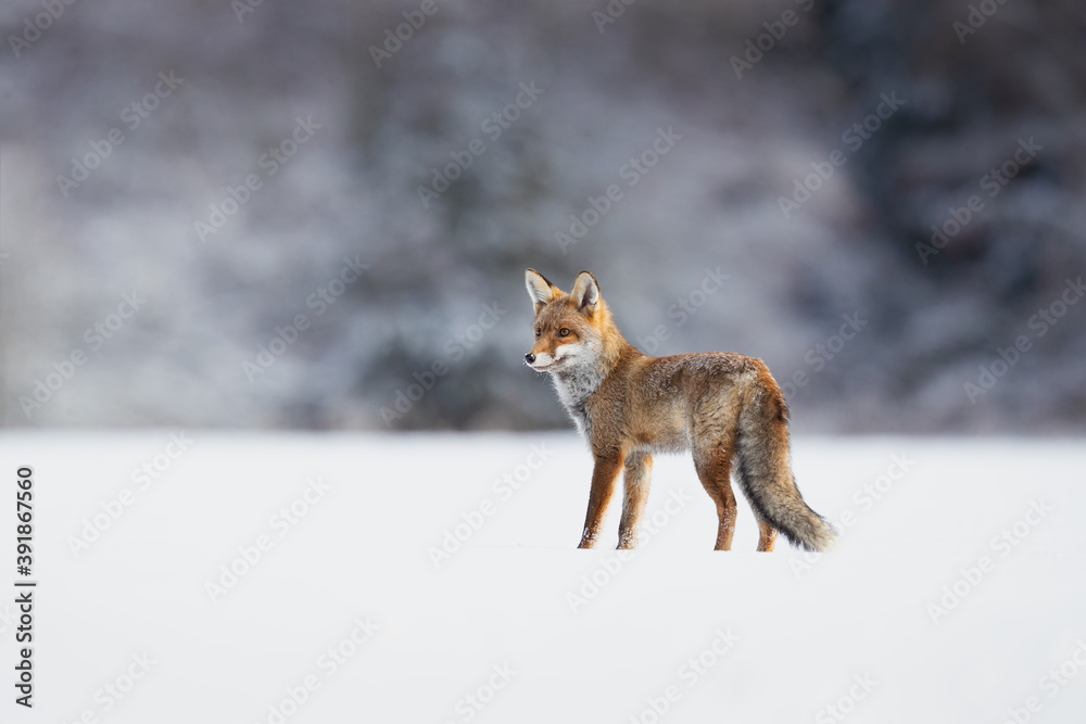 Fototapeta premium Red foxes colonised the North American continent in two waves: during or before the Illinoian glaciation, and during the Wisconsinan glaciation