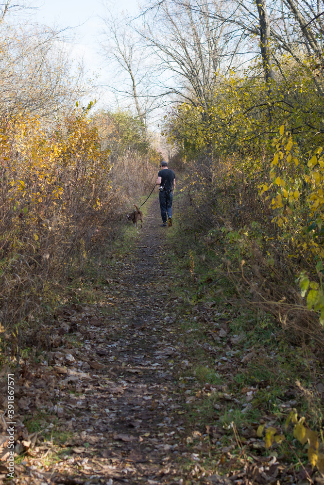 Man and border collie dog walking in woods; fall leaves and trail Man and border collie dog walking in woods; fall leaves and trail
