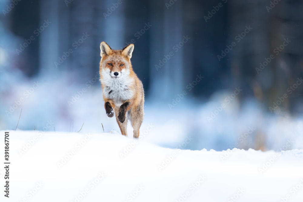 Obraz premium Red foxes colonised the North American continent in two waves: during or before the Illinoian glaciation, and during the Wisconsinan glaciation
