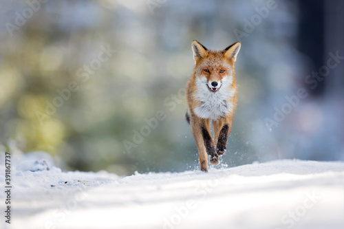 Fotografie Red foxes colonised the North American continent in two waves: during or before