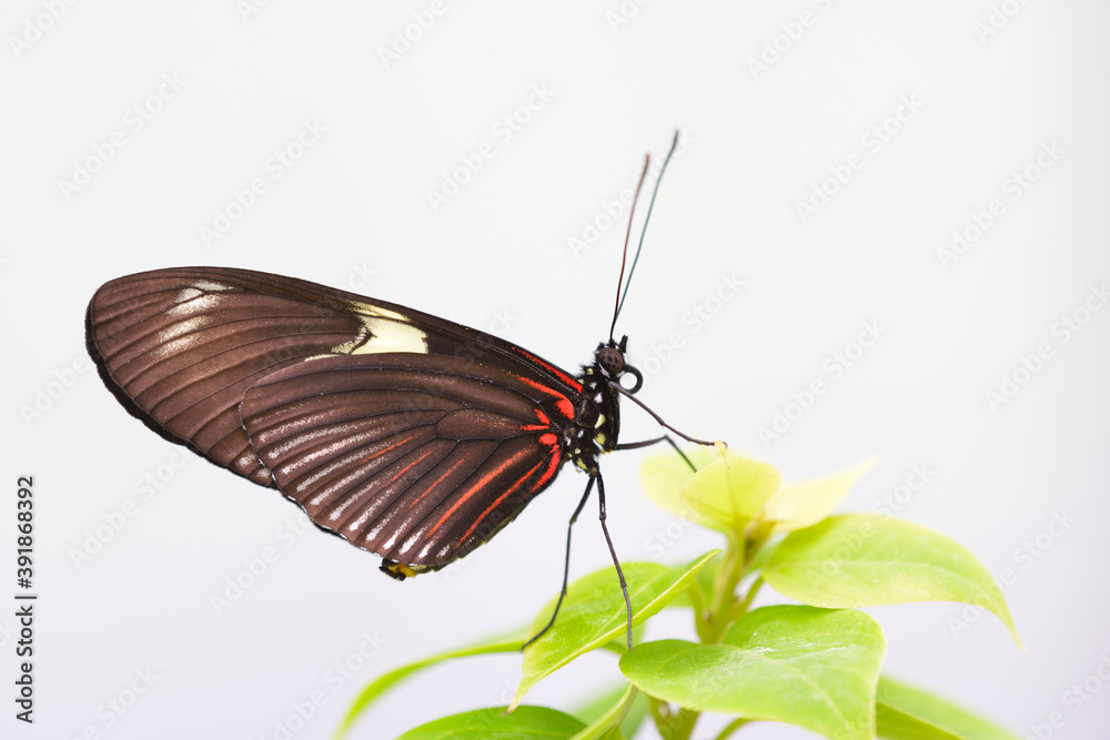 Fototapeta premium --Tropical colorful butterfly resting on a leaf