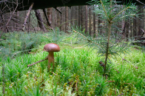 Mushroom wood nature photo