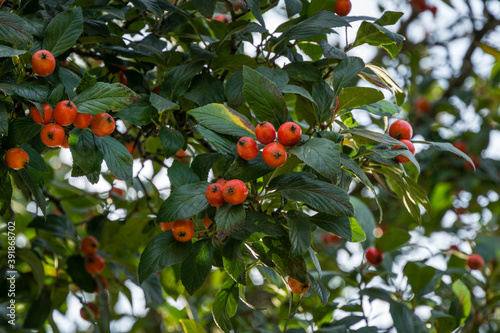 Close-up red-orange fruits of possibly Mexican Hawthorn (Crataegus mexicana) common names tejocote, manzanita tejocotera in public city park Krasnodar or 'Galitsky'. Landscape park in sunny autumn photo