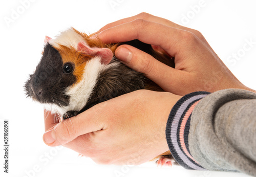 cute little guinea pig isolated on white