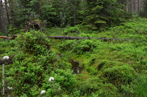 Torfowisko Bór na Czerwonem, Nowy Targ, rezerwat przyrody