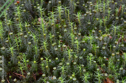 Dorodne mchy na torfowisku photo