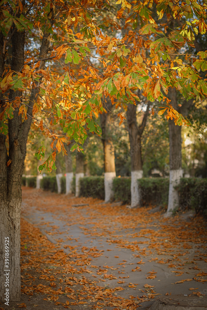 autumn in the city autumn in the city