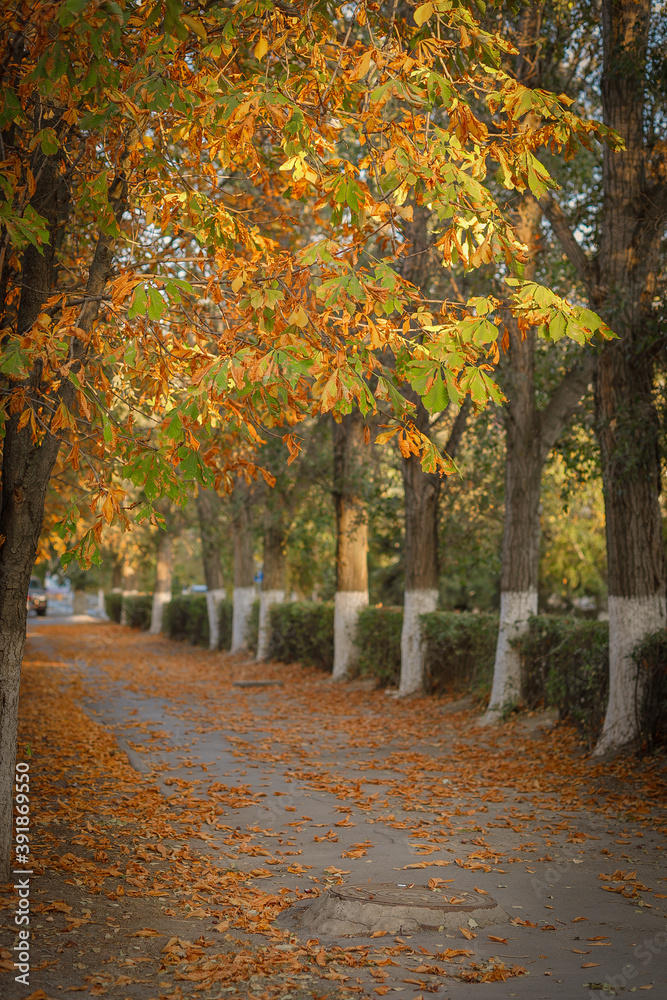 Naklejka premium autumn in the park