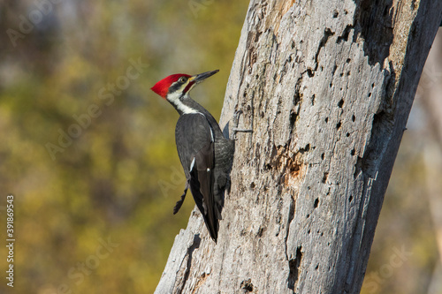 Male pileated woodpecker (Dryocopus pileatus) autumn