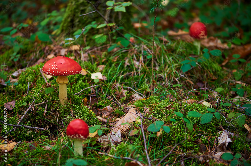 Fliegenpilze wachsen zwischen Moos, neben einer Birke im Wald Fliegenpilze wachsen zwischen Moos, neben einer Birke im Wald