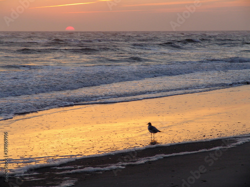 Ocean sunset with seagull on the beach.