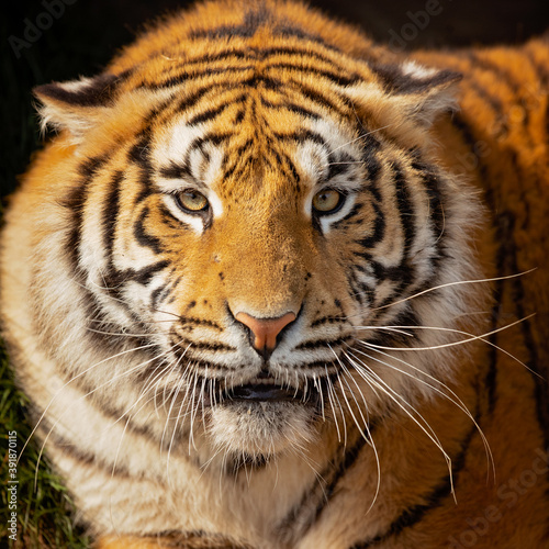 he Bengal tiger is a tiger from a specific population of the Panthera tigris tigris subspecies that is native to the Indian subcontinent