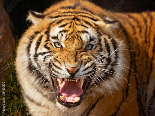 he Bengal tiger is a tiger from a specific population of the Panthera tigris tigris subspecies that is native to the Indian subcontinent