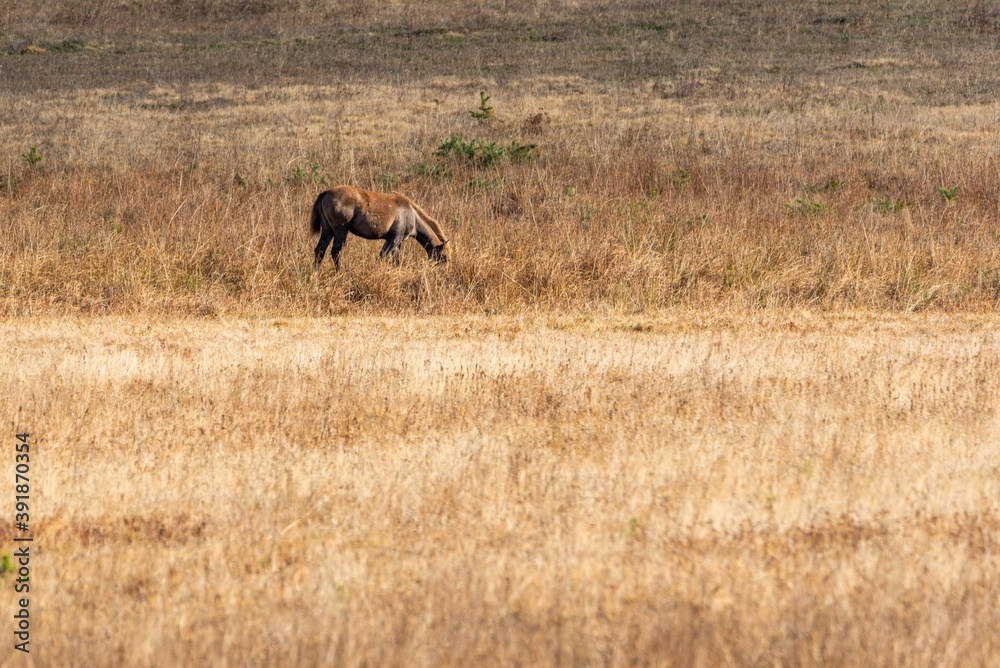Fototapeta premium Light brown stallion posing in autumn landscape tall golden grassland
