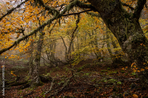 Pardomino Forest  Picos de Europa Regional Park  Bo  ar  Castilla-Leon  Spain