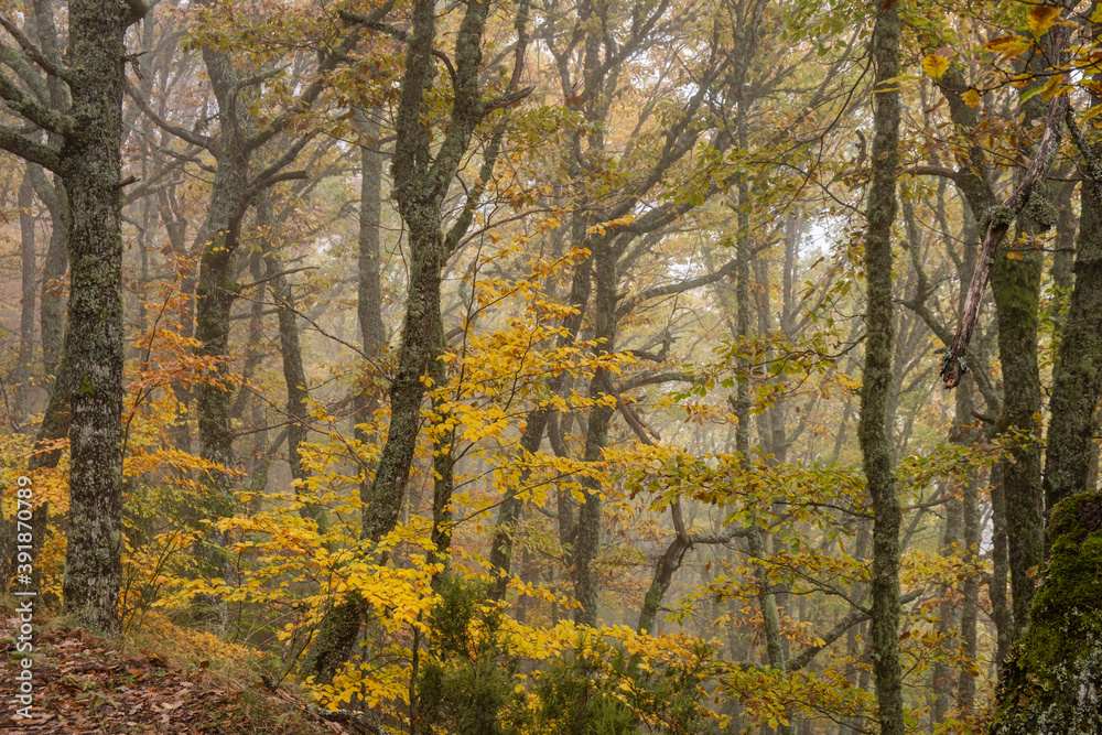 Pardomino Forest, Picos de Europa Regional Park, Boñar, Castilla-Leon, Spain