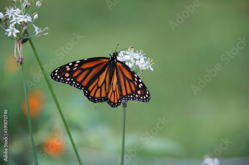Monarch on flower © RonLin Photography