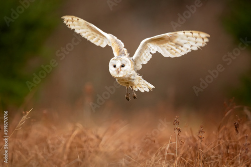 The barn owl (Tyto alba) is the most widely distributed species of owl in the world and one of the most widespread of all species of birds.
