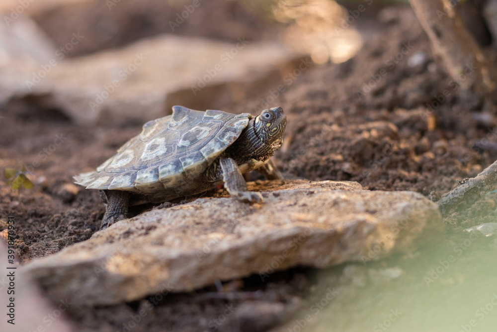 Tortuga semiacuática en libertad en plena naturaleza Tortuga semiacuática en libertad en plena naturaleza