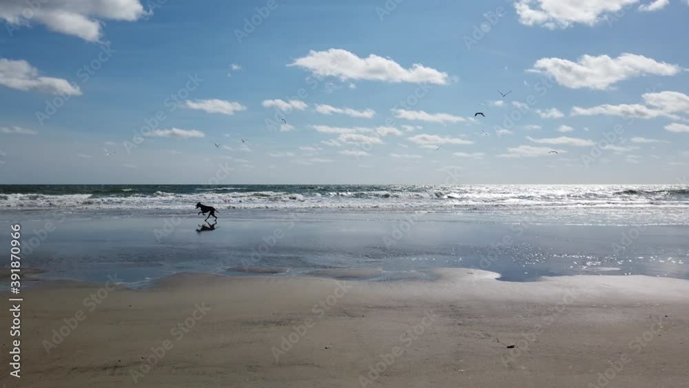 Pan view of deserted beach with a dog running fast at the waters edge. The sky has white puffy clouds Pan view of deserted beach with a dog running fast at the waters edge. The sky has white puffy clouds