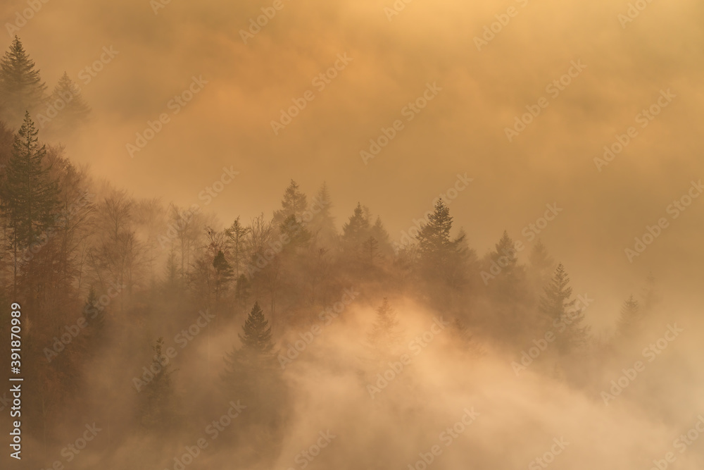 Obraz premium Foggy forest during the golden hour