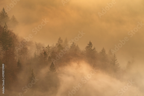 Foggy forest during the golden hour