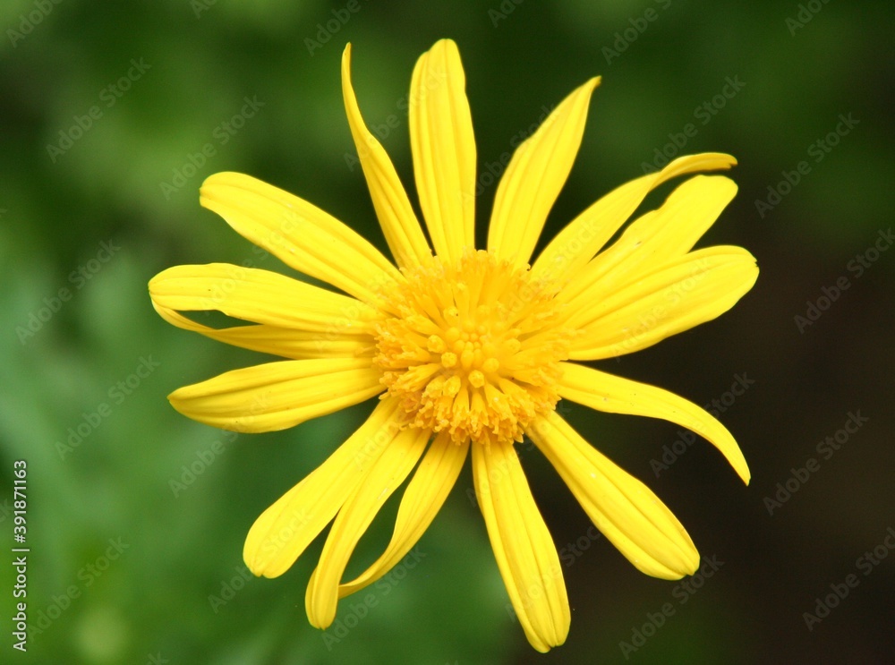 Obraz premium Bright daisy