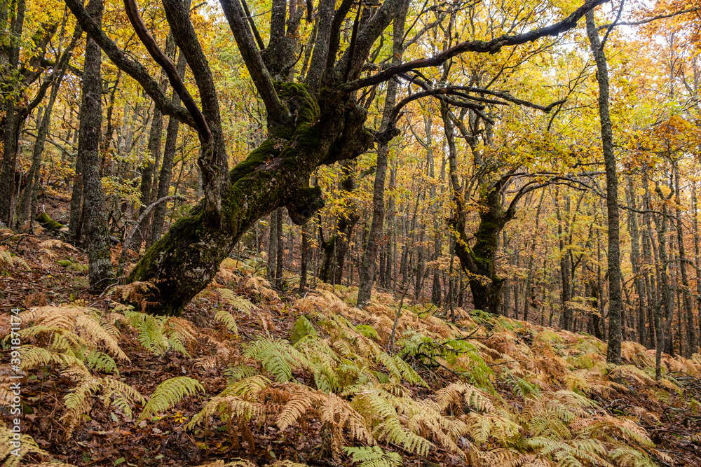 Pardomino Forest, Picos de Europa Regional Park, Boñar, Castilla-Leon, Spain