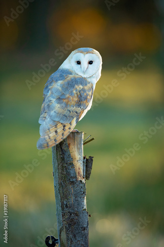 The barn owl (Tyto alba) is the most widely distributed species of owl in the world and one of the most widespread of all species of birds.