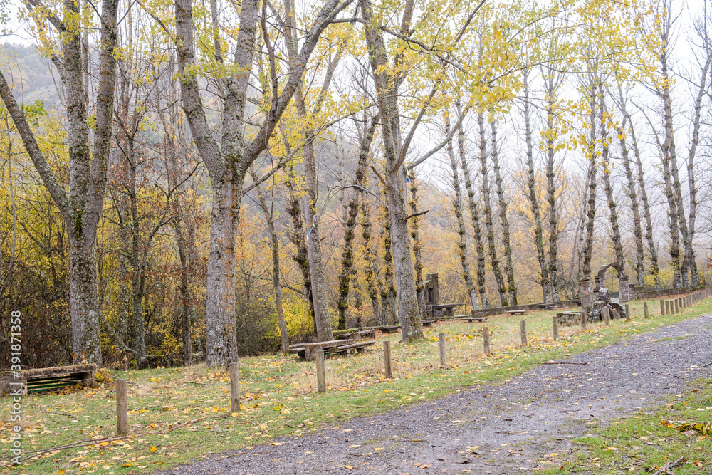 Fototapeta premium Pardomino Forest, Picos de Europa Regional Park, Boñar, Castilla-Leon, Spain