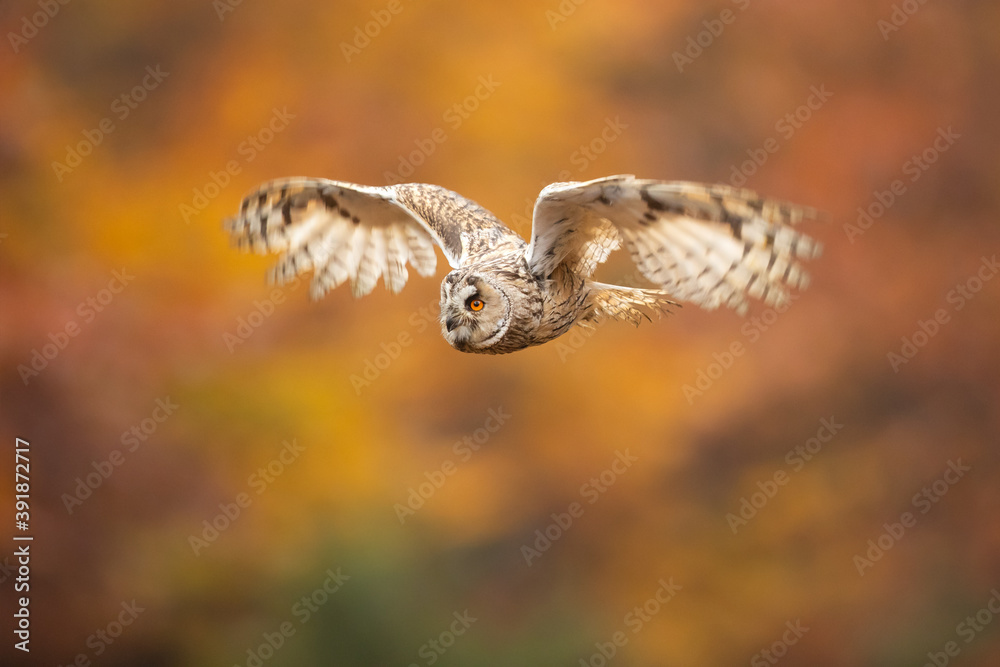 Obraz premium This species is a rather slim and long winged owl with usually prominent erectile ear tufts, which are positioned closer to the center of the head than in many other types of owl. 
