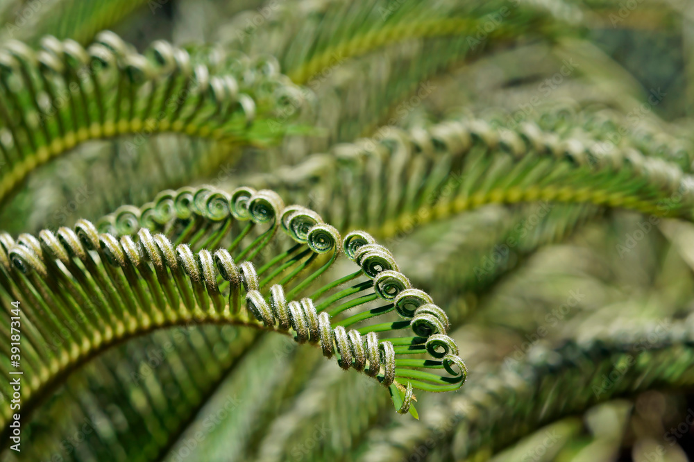 Sago palm new leaves (Cycas revoluta)