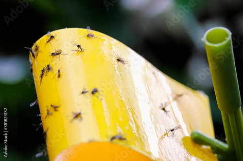 Macro view of fungus gnats stuck to a yellow sticky trap photo