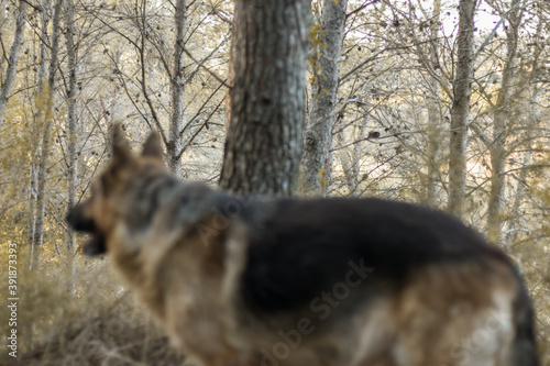 Fototapeta Naklejka Na Ścianę i Meble -  Perro pastor alemán paseando en un bosque