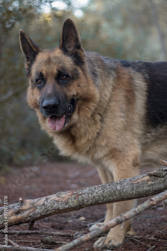 Perro pastor alemán paseando en un bosque