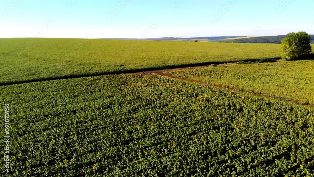 Aerial drone shot of sunflower field with green hills on background. Sunny day in Moldova Aerial drone shot of sunflower field with green hills on background. Sunny day in Moldova